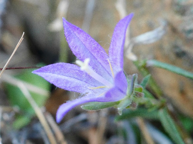 Campanula stricta