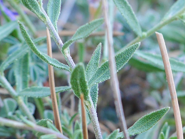 Campanula stricta