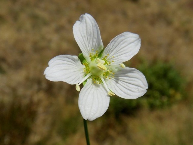 Parnassia palustris