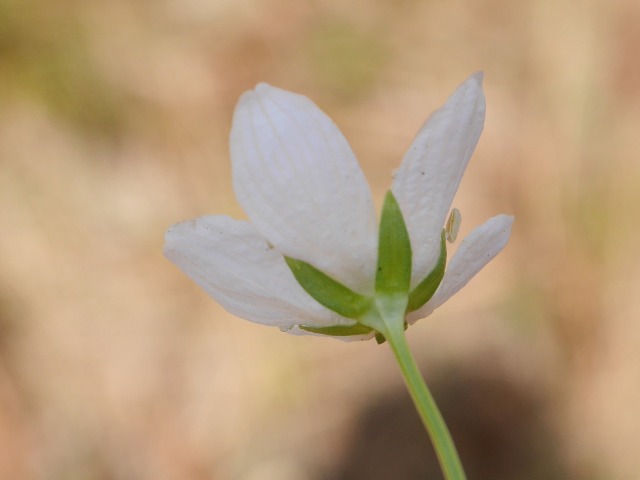 Parnassia palustris
