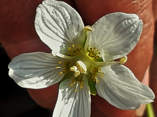 Parnassia palustris