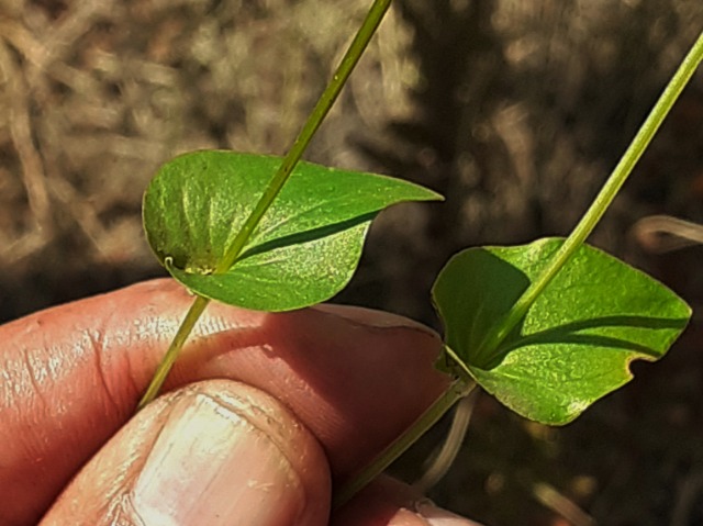 Parnassia palustris