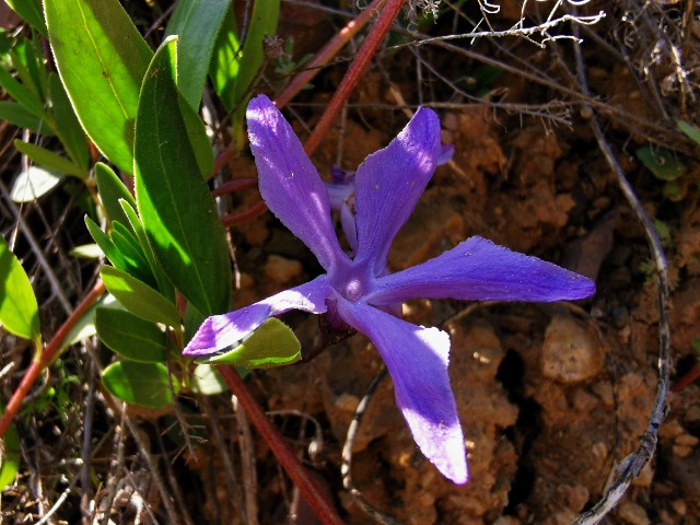 Vinca herbacea