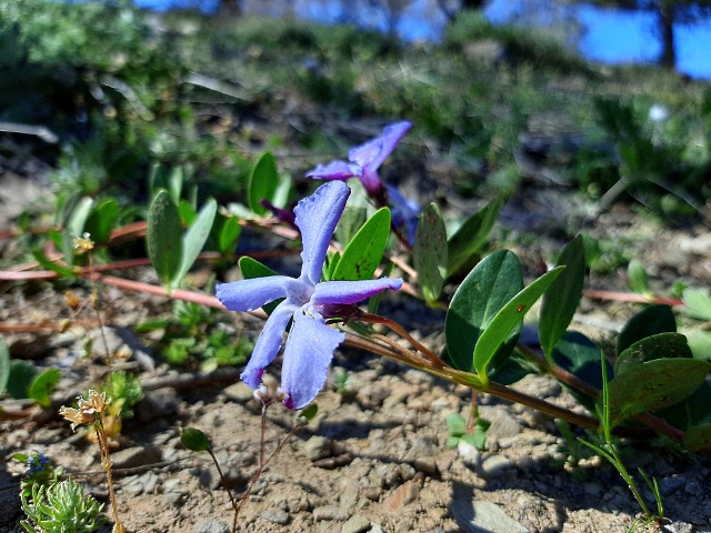 Vinca herbacea