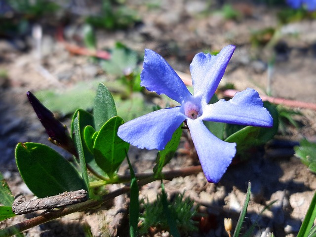 Vinca herbacea