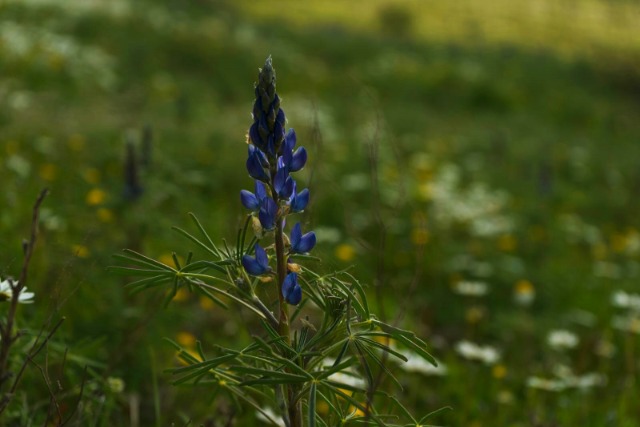 Lupinus angustifolius