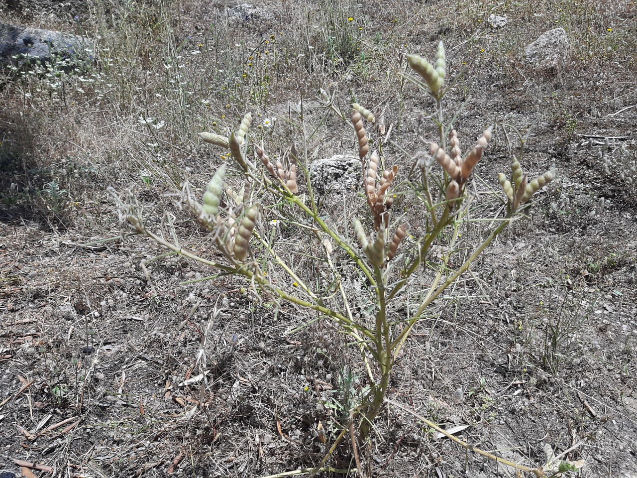 Lupinus angustifolius