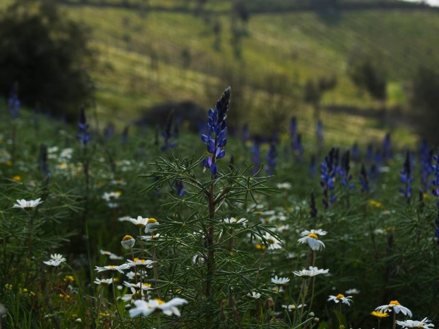 Lupinus angustifolius