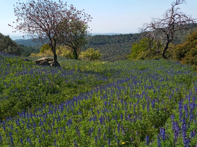 Lupinus angustifolius