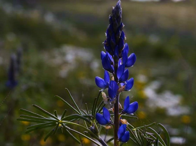 Lupinus angustifolius