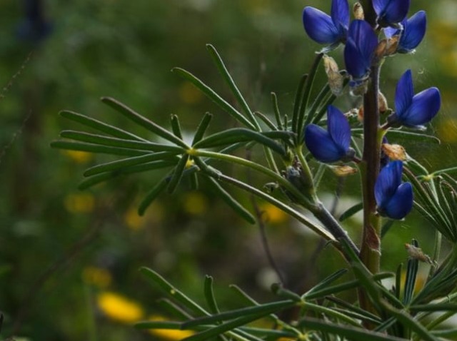Lupinus angustifolius