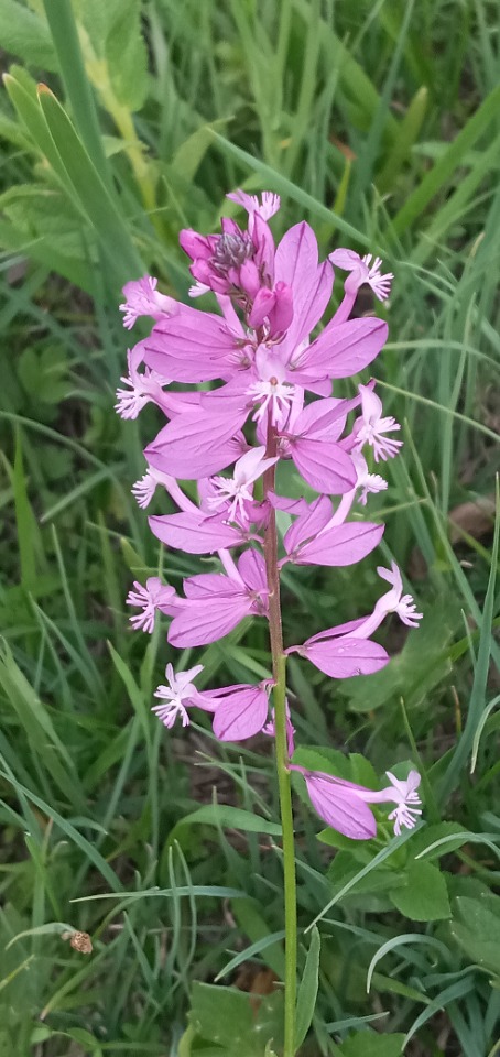 Polygala anatolica