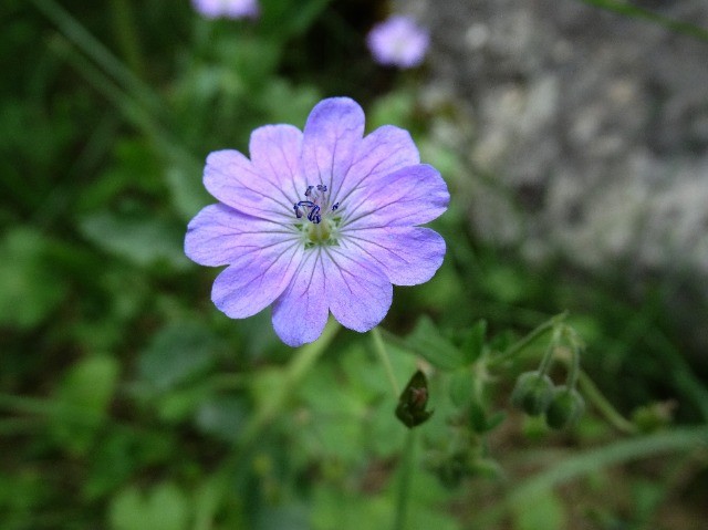 Geranium pyrenaicum