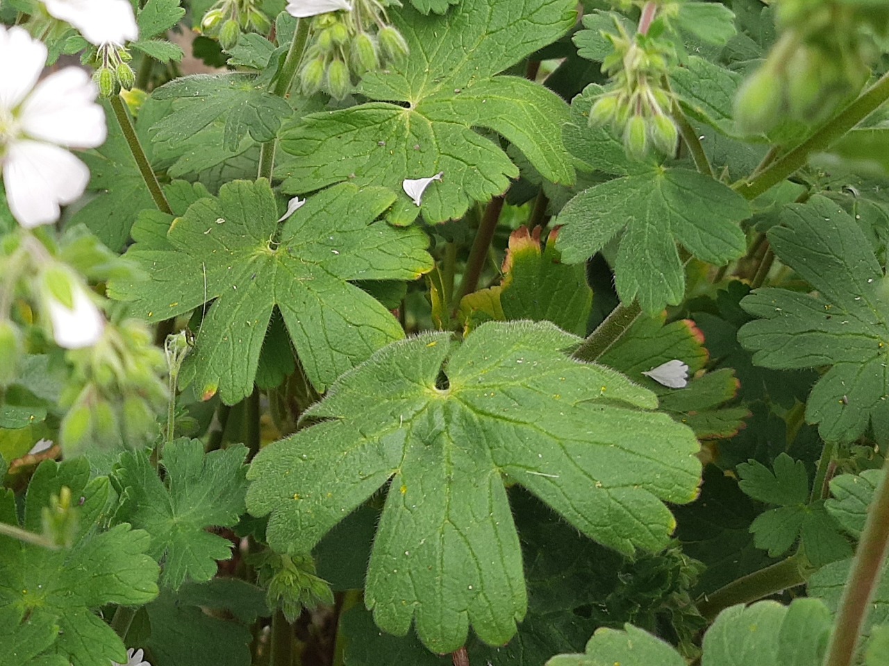 Geranium pyrenaicum