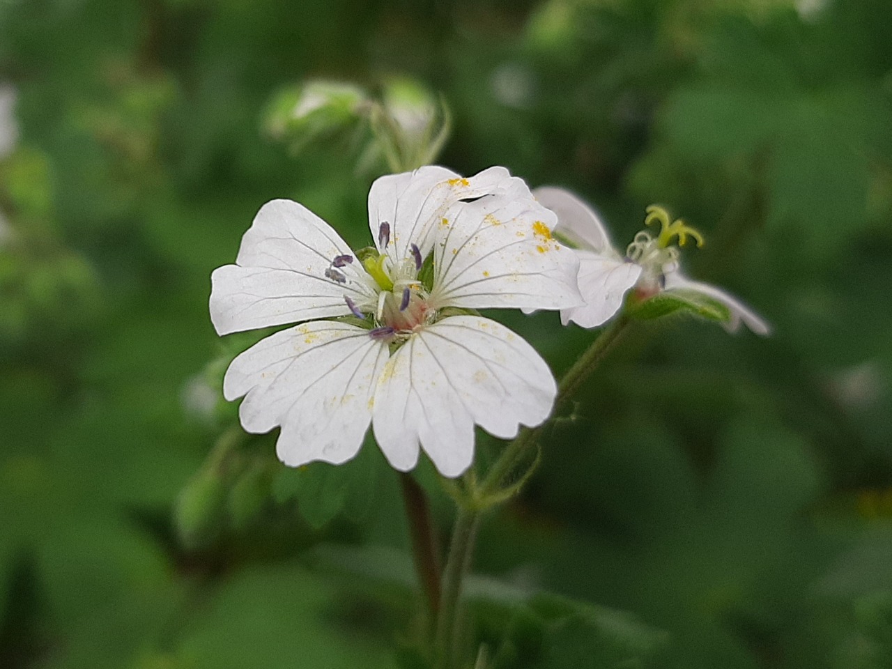 Geranium pyrenaicum