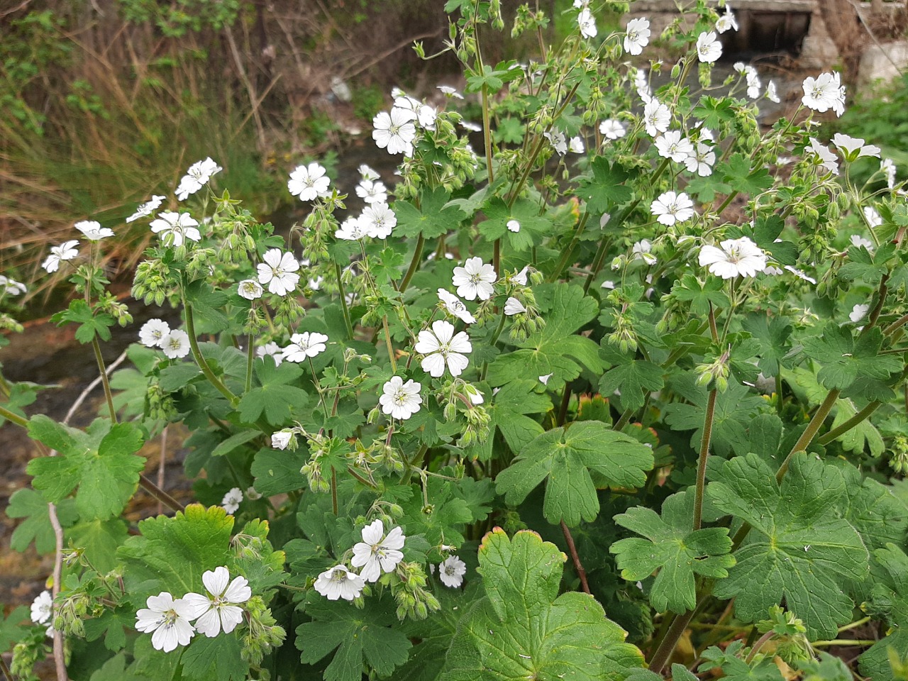 Geranium pyrenaicum