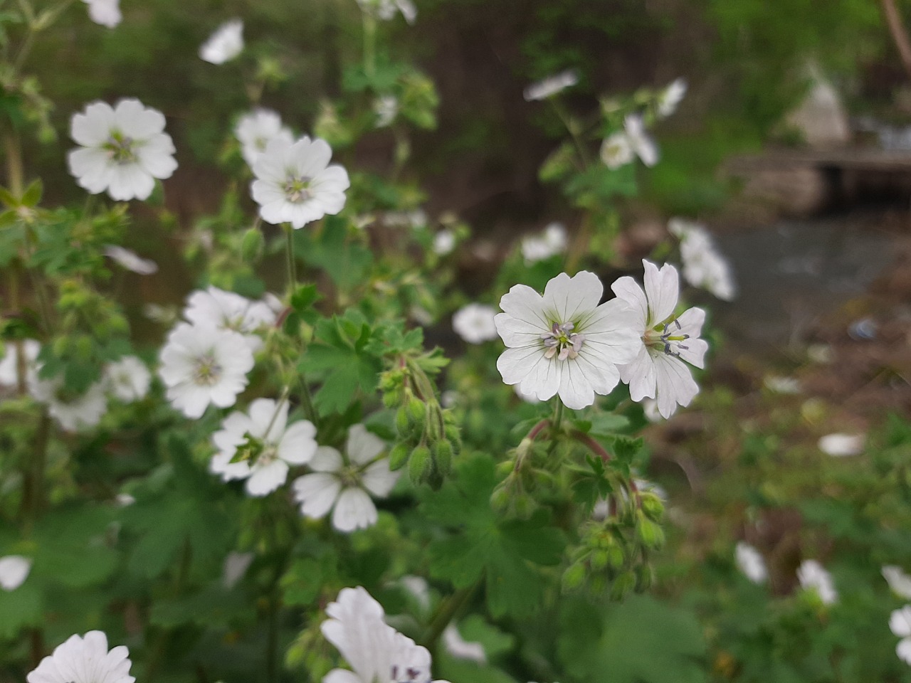 Geranium pyrenaicum