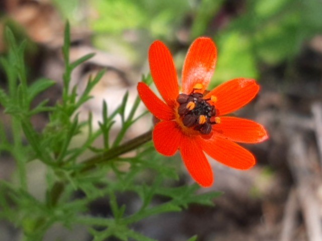 Adonis flammea