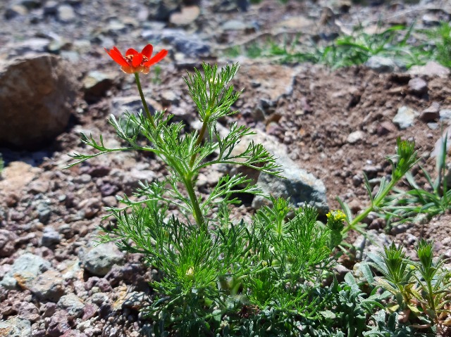 Adonis flammea