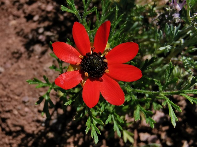 Adonis flammea