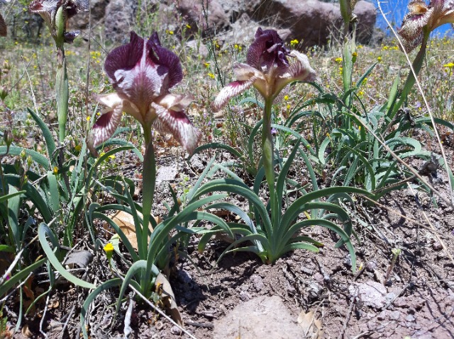 Iris sari