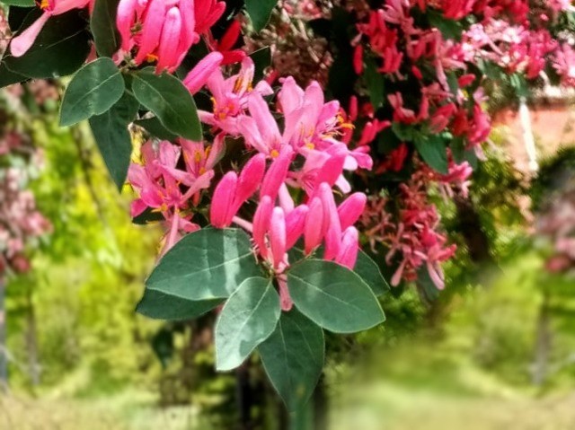 Lonicera tatarica