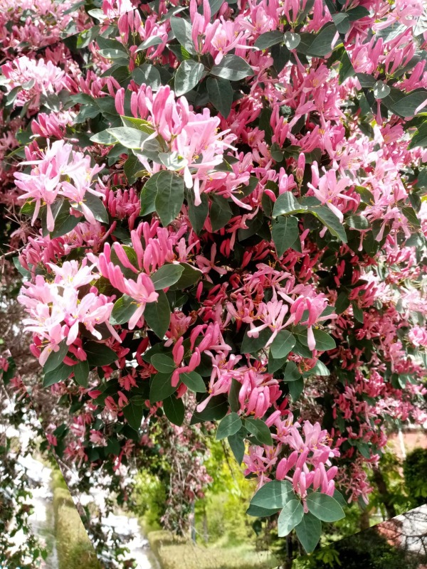 Lonicera tatarica