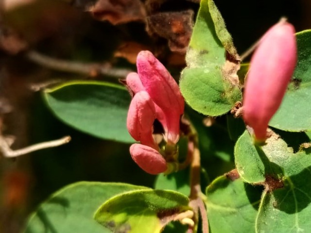 Lonicera tatarica