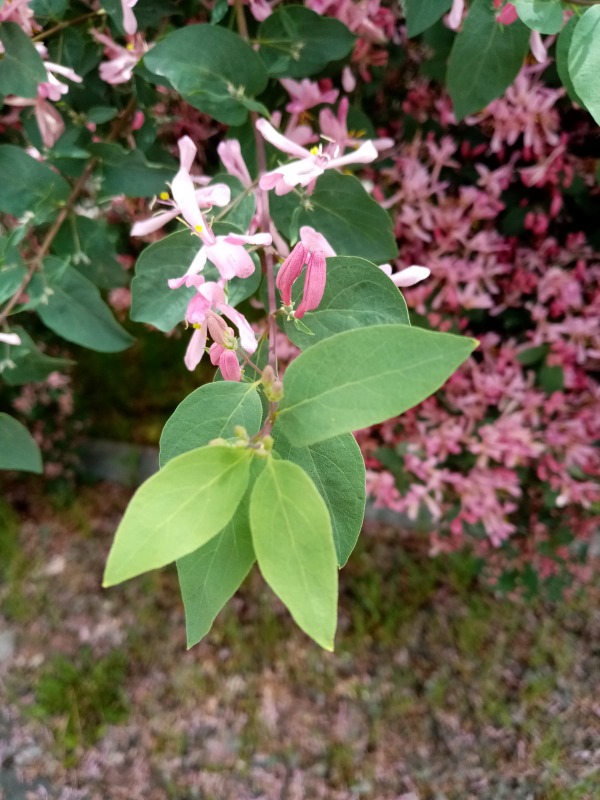 Lonicera tatarica