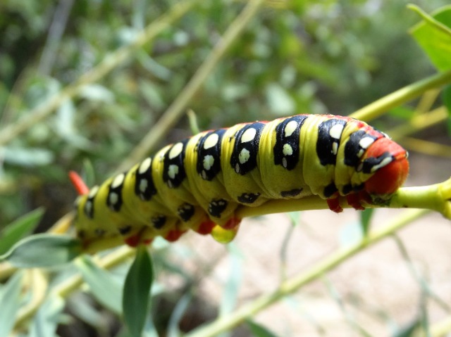 Hyles euphorbiae
