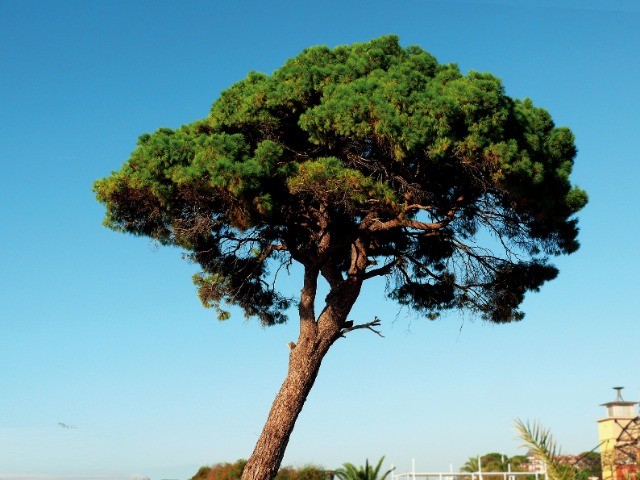 Pinus pinea