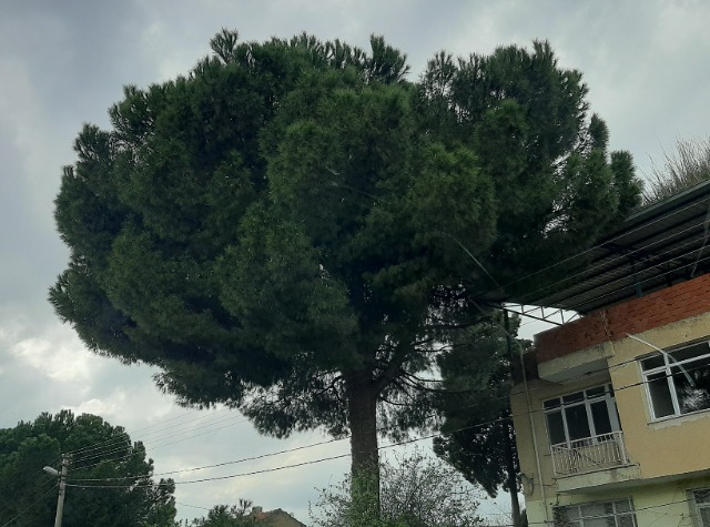 Pinus pinea