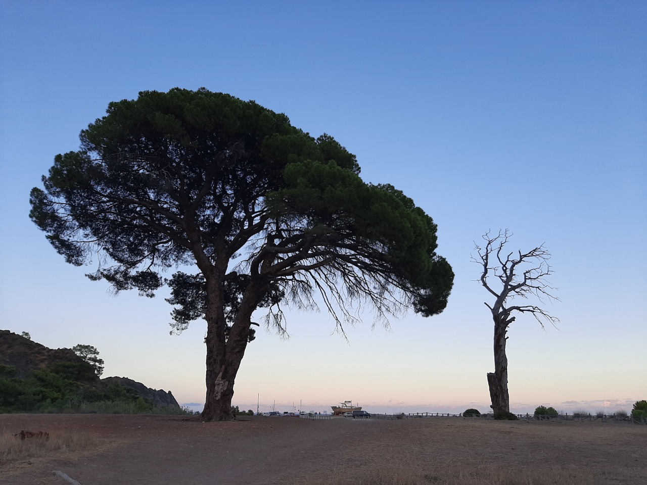 Pinus pinea