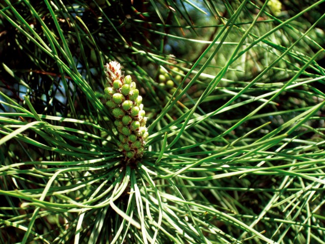 Pinus pinea