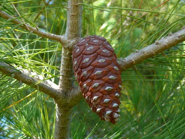 Pinus halepensis