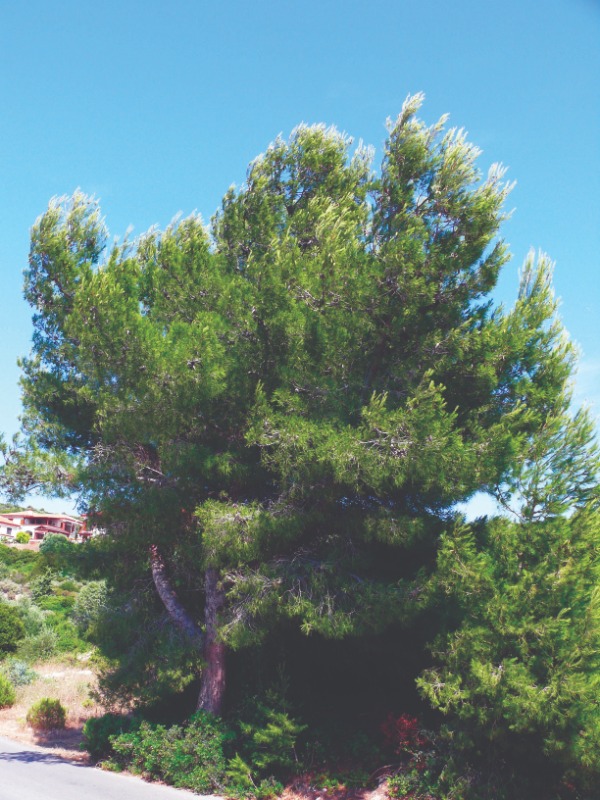 Pinus halepensis