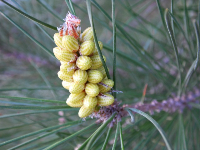 Pinus halepensis