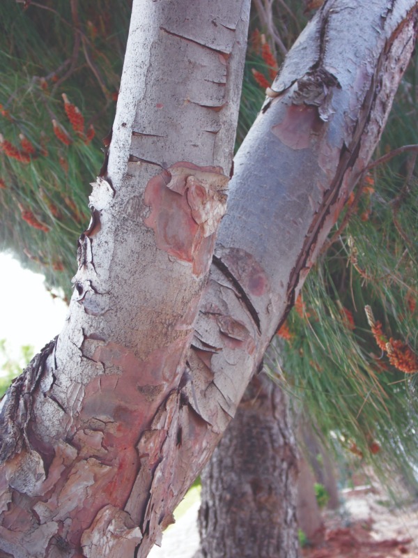 Pinus halepensis