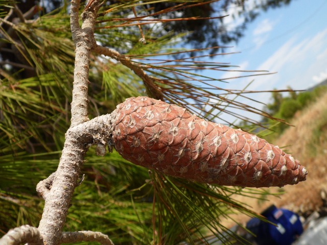 Pinus halepensis