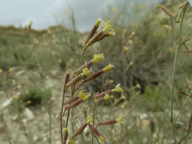 Silene supina