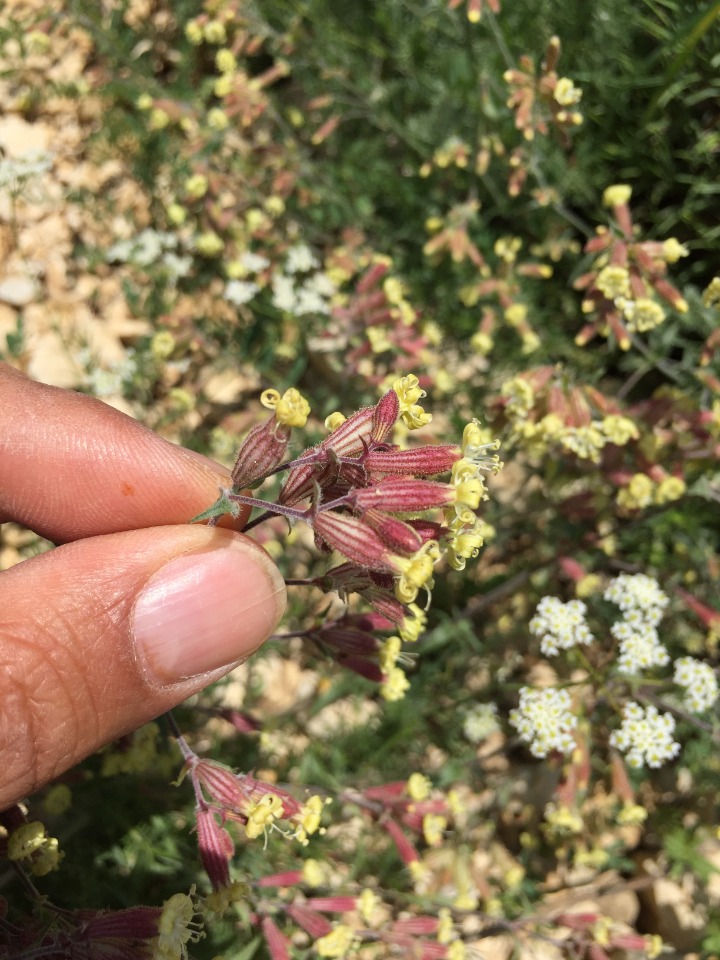 Silene supina