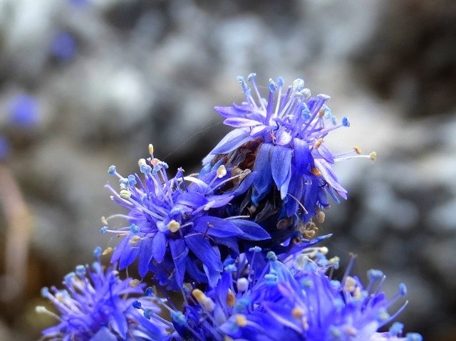 Globularia orientalis