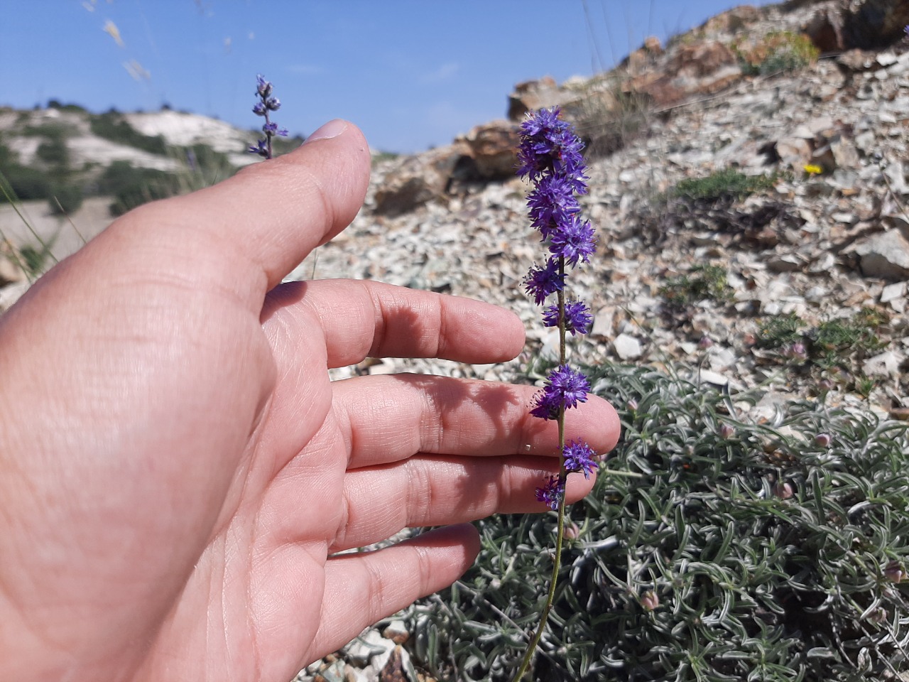 Globularia orientalis