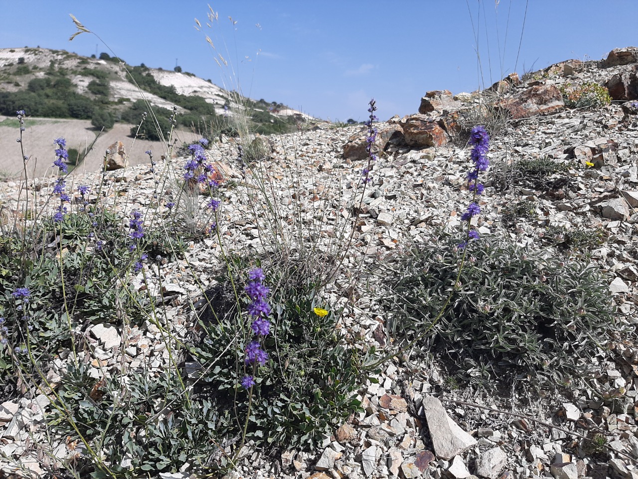 Globularia orientalis
