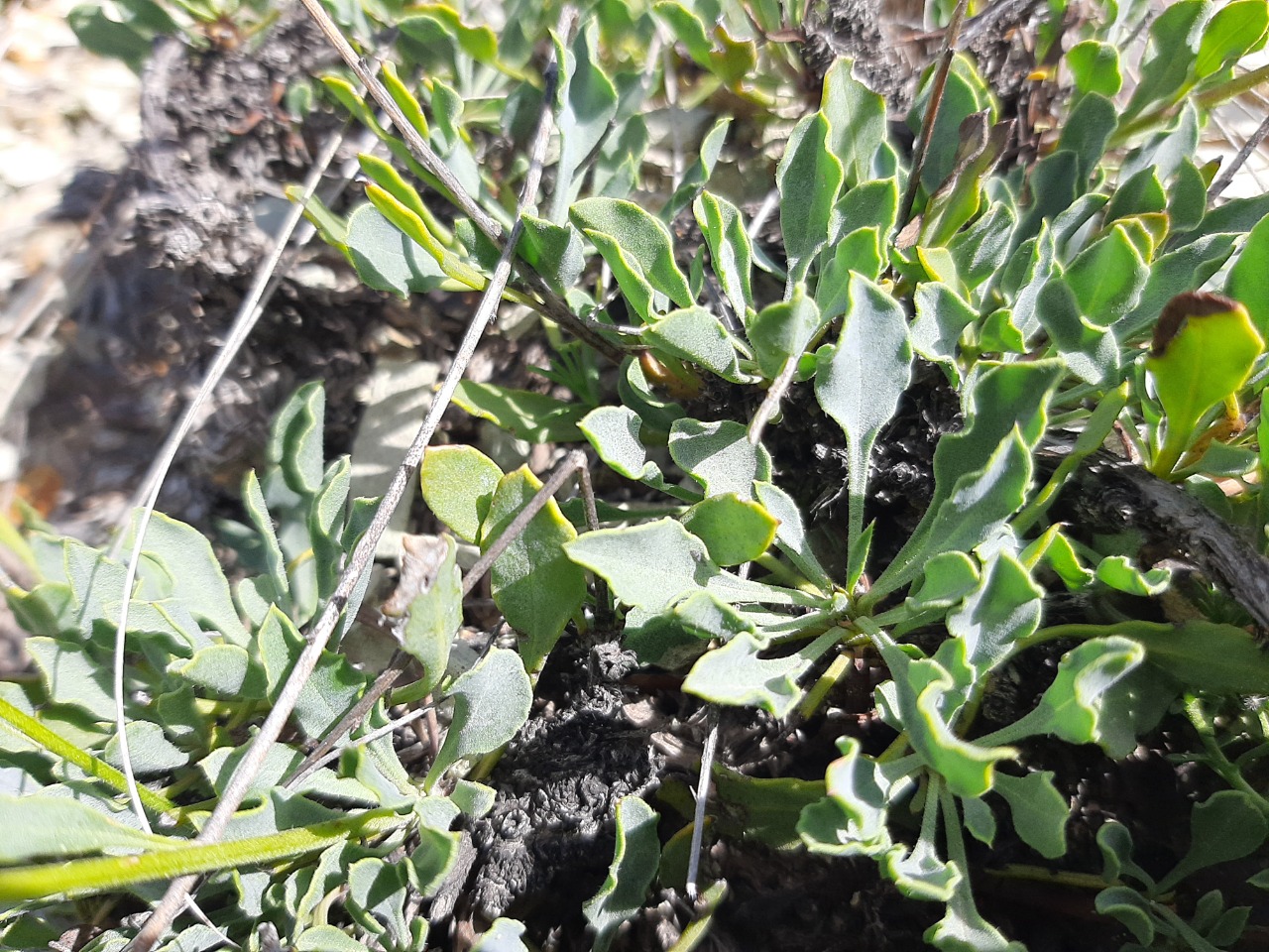 Globularia orientalis