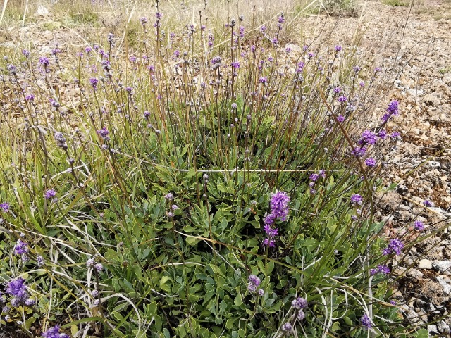 Globularia orientalis