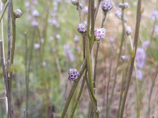 Globularia orientalis