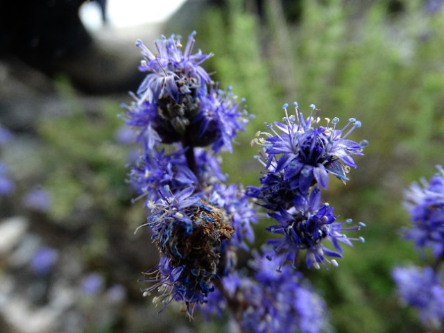 Globularia orientalis