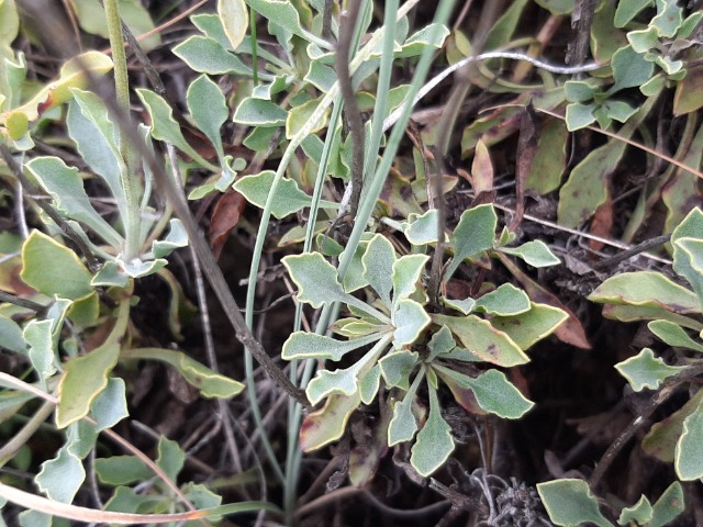 Globularia orientalis