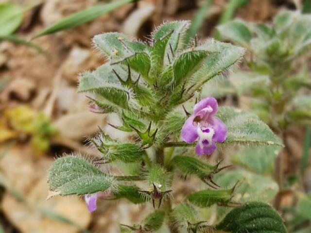 Clinopodium graveolens